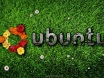 Ubuntu - grass and flower