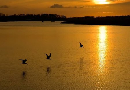 Birds At Sunset - water, sunset, animals, birds