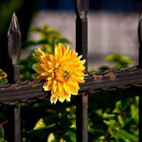 yellow awesome flower