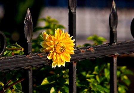 yellow awesome flower - awesome, flowers, sun, branch