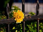 yellow awesome flower