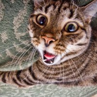 Yawning cat
