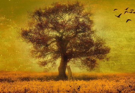 lonely tree and birds - fields, tree, lonely, birds