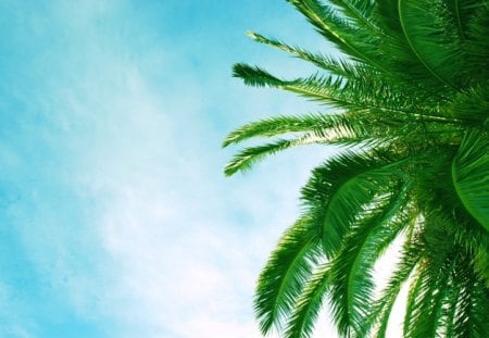 Palm - leaves, cloudless, palm, blue