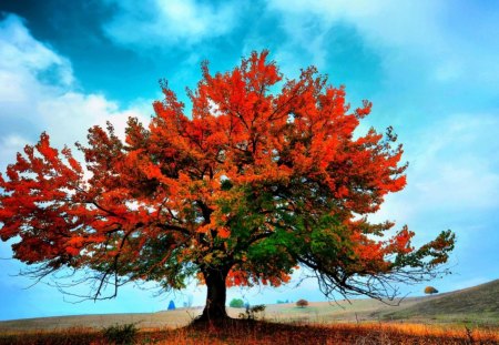 Arbre rouge - champs, rouge, unique, arbre