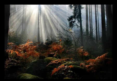 Sun Ray in the Forest - trees, ray, nature, forest, sun