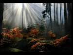 Sun Ray in the Forest