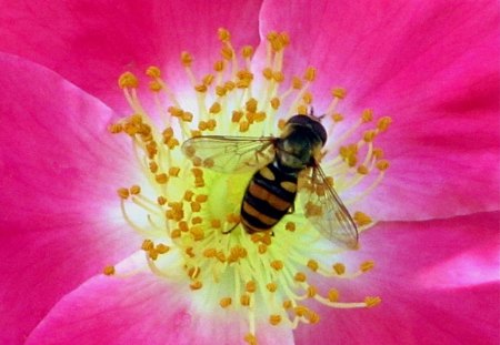 Beauty inside a Rose - flower, rose, pink, beauty, bee, nature