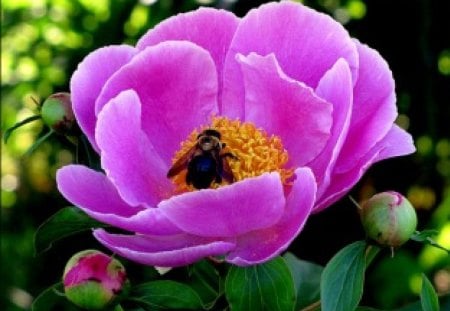 Peony and the Bee - flowers, bee, nature, peony