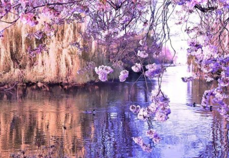 Beautiful View - nature, purple, lake, reflection, flowers