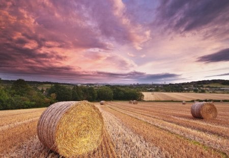 Sunsed - Forest, Cloud, Sunset, Fields