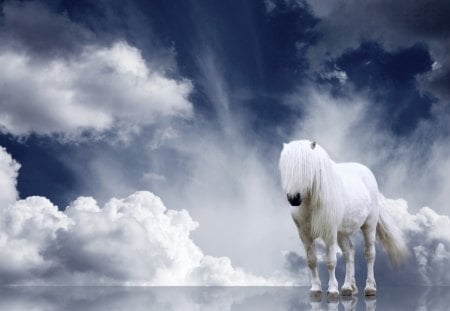 *** White hors and sky *** - horses, white, a nimal, sky, horse, animals, blue