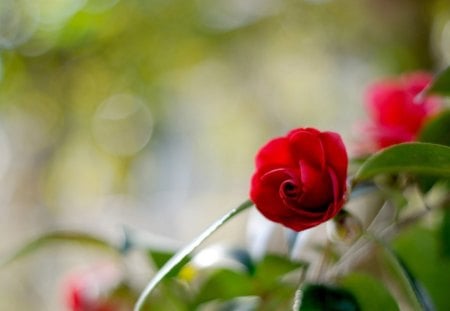 little beauty - delicate, rose, scarlet, glare