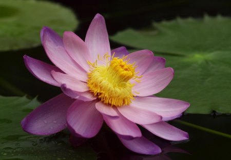 purple lily - lotus, purple, nature, waterlily