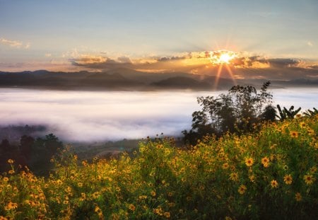 Sunrise in the mountains - flowers, clouds, sunrise, mountain