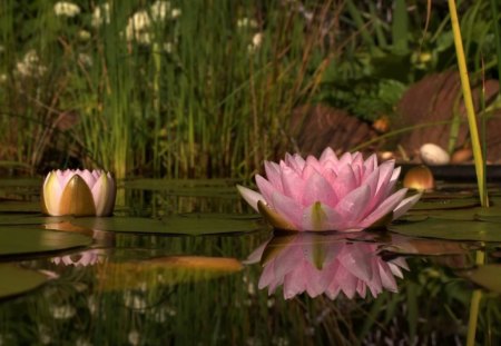 waterlily - trees, water, swanp, lily, reflection, waterlily, petals, green, pond, lake, bud, nature, lotus, pink, leaves, flowers, flower