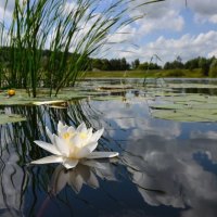 beauty in swamp