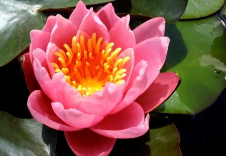 a big one - big, pink, waterlily, glare