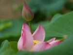 pink lotus