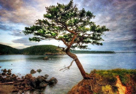 lonely tree - clouds, lonely, lakes, tree