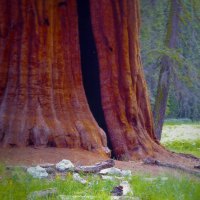 Sequoia National Park, California
