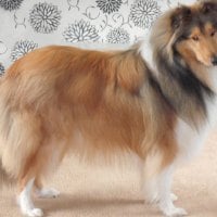 A lovely collie dog