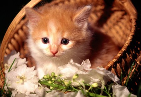 Kitten in a basket - feline, basket, cute, kitten