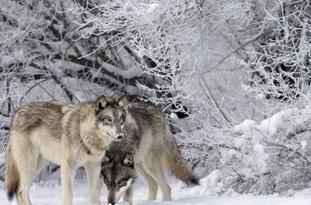 wolves in frost and snow - white, wolves, cool, frost, snow