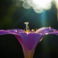 wild violet flower