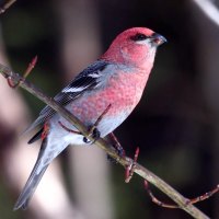 beautiful pink bird