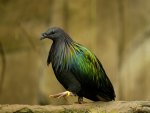 beautiful green bird