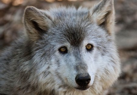 female wolf - grey, female, wolf, gray, lovely