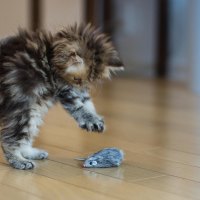 Cat-plays-with-a-mouse
