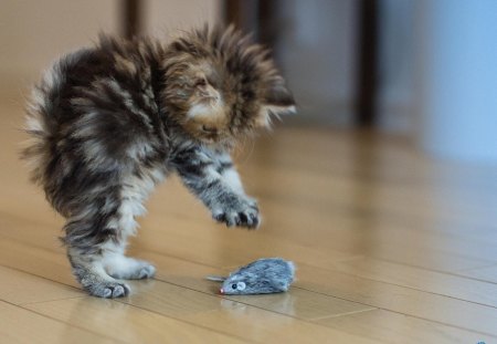 Cat-plays-with-a-mouse - jumps, mouse, plays, cat