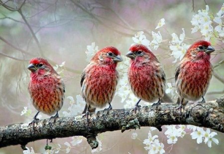 Beautiful Birds - bird, birds, animal, white flowers, nature, red