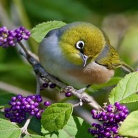 Bird and purple berries