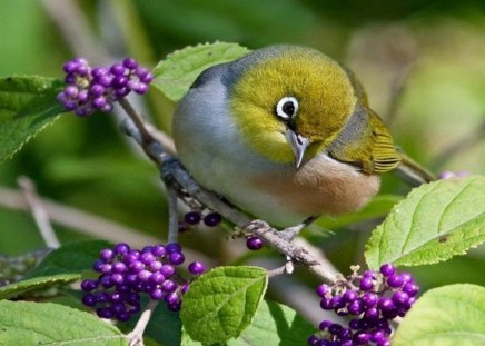 Bird and purple berries - purple, bird, pen, green leaves, sitting, berries, watching, branch, looking, yellow gray white