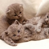 cute kittens