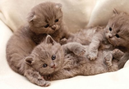 cute kittens - cat, adorable, kittens, kitty, animals, funny