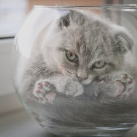 Cat glass