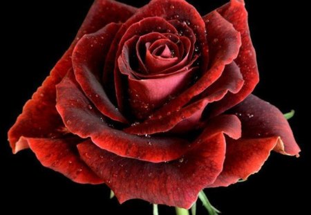 Amazing red rose - beauty blooming, red rose, black background, water drops, beautiful