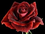 Amazing red rose