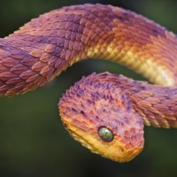 Bush Viper