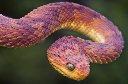 Bush Viper - wide screen, wildlife, photography, bush, viper, bush viper, poison, snake, animal, reptile, photo