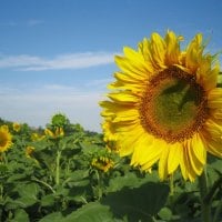 Nature Sunflowers