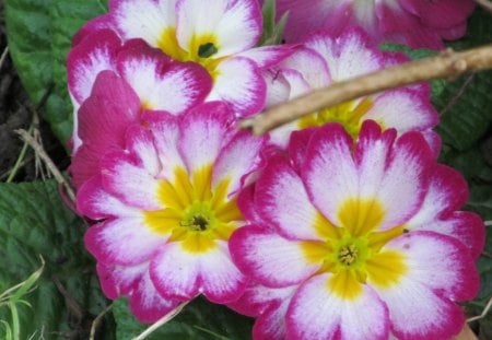 Lemon Centres - flowers, flora, yellow, pink