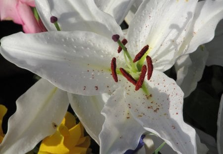 Lillies Centre - flowers, flora, plants, lillies