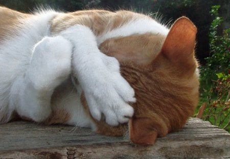 awww - pretty, close, sleeping, kitty