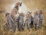 Cheetah Family