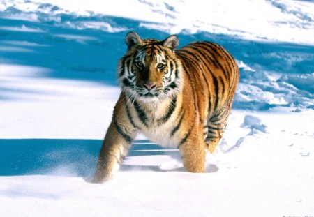 tiger - beauty, tiger, covered, snow